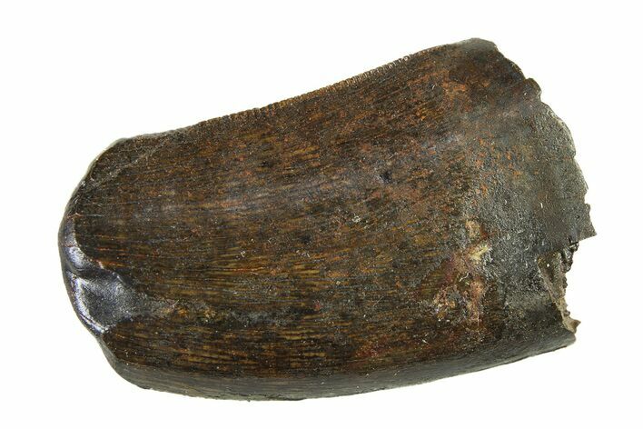 Fossil Tyrannosaur (Nanotyrannus) Tooth w/ Feeding Wear - Montana #338834